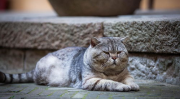 网红猫大熊,萌态可掬的喵星人，网络红人的新宠儿
