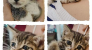 小猫病写真,温情守护与生命奇迹